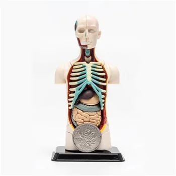 3D Moje Dieťa Vedy Hračka Ľudskej Anatómie model Ľudského trupu Montáž Model Viscerálneho Anatomický Model