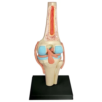 Torzo Ľudského Tela Model Vzdelávania Kolenného Kĺbu Orgánov Model Pre Študentov Učiteľské Študijné Montáž Modelu